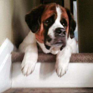 Meet your Posher, Lori